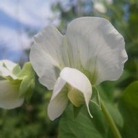 エンドウ,えんどう豆,インゲン豆の画像