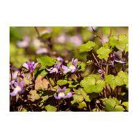 ツタバウンラン,地植え,グランドカバー,オオバコ科,帰化植物の画像