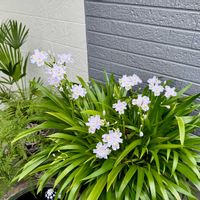 シャガ,フジ,トキワシノブ,シュロチク,棕櫚竹(シュロチク)の画像