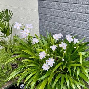 シャガ,フジ,トキワシノブ,シュロチク,棕櫚竹(シュロチク)の画像