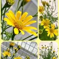 シバザクラ,芝桜,センテッドゼラニウム,ダークベルクデージー,サニーレタスの画像