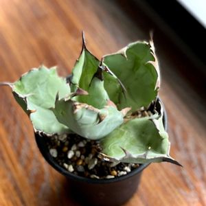 アガベ,アガベ チタノタ ブラックアンドブルー,アガベ チタノタ ブラックアンドブルー,アガベチタノタblack&blue,多肉植物の画像