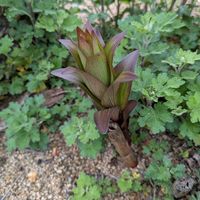 カサブランカ,カサブランカ ☆,庭の画像