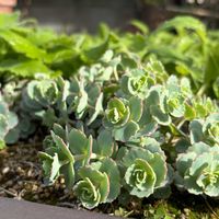 斑入りミセバヤ,カラスバミセバヤ,オオベンケイソウ,赤葉日高ミセバヤ,今庭の画像