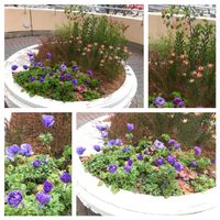 アネモネ,ヒイラギナンテン,ユーカリ,リューカデンドロン,ヒサカキの画像