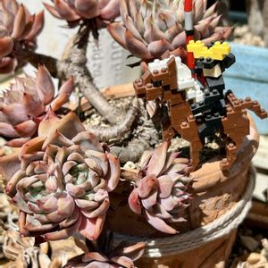 多肉植物,暴れ多肉,❤️いいね、ありがとう,おらいさん苗,神奈川県の画像