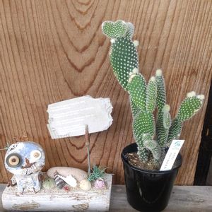 バニー・カクタス,軒下の画像