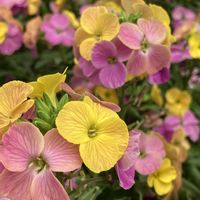 アリッサム,エリシマム,カーネーション,ボロニア,デルフィニウムの画像