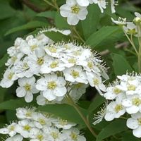 コデマリ,コデマリ,コデマリ,ゼラニウム,ゼラニウムの画像