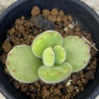 ボタン,熊童子,多肉植物,コチレドン属,キュンキュン乙女倶楽部の画像