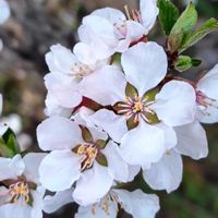 ウメモドキ,ウメモドキ,ウメモドキ,ユスラウメ,ユスラウメの画像