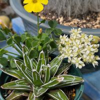 サクラ,サボテン,猩々丸,アガベ　笹の雪,艶カタバミの画像