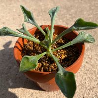 マサイの矢尻,多肉植物,植え替えの画像