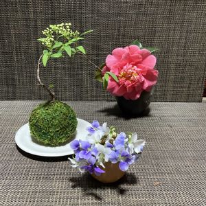 肥後すみれ,つばき,すみれ,アメリカスミレ・サイシン,小手毬（こでまり）の画像