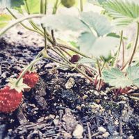 ワイルドストロベリーの画像