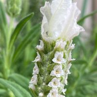 フレンチラベンダー,うさぎの耳,開花,植物のある暮らし,植物の生命力の画像