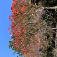 クロガネモチの画像