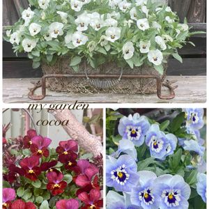 葉牡丹,ビオラ,花のある暮らし,緑のある暮らし,ナチュラルスタイルの画像