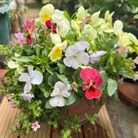 バコパ,バコパ,ビオラ,ビオラ,寄植えの画像