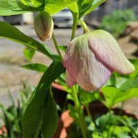 クリスマスローズ,クリスマスローズ,スカビオサ,スカビオサ,ワイヤープランツの画像