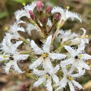 ミツガシワ,植物園,山野草,植栽,山野草大好きの画像