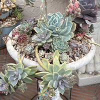 多肉植物 寄せ植え,リーモン,多肉寄せ植えの画像