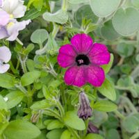 マルベリー,ペチュニア マルベリー,おうち園芸,ベランダの画像