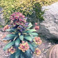 ユーフォルビアブラックバード,植物のある暮らし,和の庭,個性的な花,庭の画像