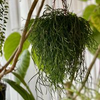 リプサリス　カスッサ,斑入りモンステラ,観葉植物,リプサリス属,衝動買いの画像