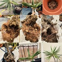 シェフレラ,シェフレラ,ユッカエレファンティペス,ユッカエレファンティベス,ユッカエレファンティベスの画像