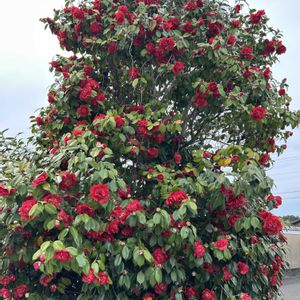 ソバ,ツツジ,ツバキ,ツバキ,トキワマンサクの画像