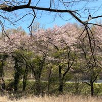 サクラ,スミレ,ムラサキハナナ,桃源郷,桃の花の画像