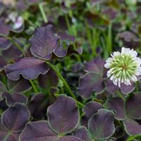 ブラッククローバー,我が家のお花,春の花壇,クローバーティント,丈夫な子の画像