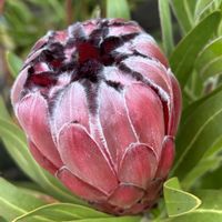 プロテア,ネイティブ プランツ,プロテアオーストラリスルビー,バラ大好き,春の庭の画像