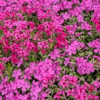 芝桜,ピンクパンサー,グランドカバー,庭の花の画像