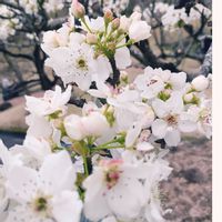 サクラ,タイツリソウ,ムスカリ,芝桜,梨の花の画像