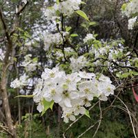 ヤマナシ,ウド,ウド,ヤマナシの花,日本石楠花(ニホンシャクナゲ)の画像