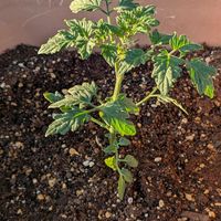 オクラ,ミニトマトの画像