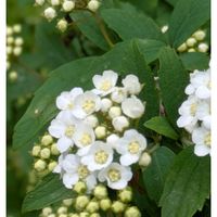 コデマリ,コデマリ,八重桜,シモツケ ,今日のお花の画像