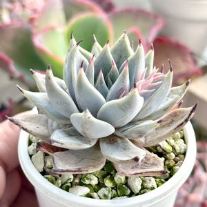 成長記録 ガット,エケベリア ガット,神奈川タニラー,多肉男子,バルコニー/ベランダの画像