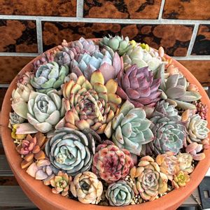 多肉植物 寄せ植え,多肉植物,多肉大好き,多肉植物のある暮らし,多肉女子の画像