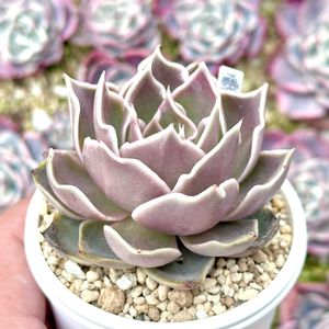 トバレンシスxシャビアナ,成長記録 トバレンシスxシャビアナ,神奈川タニラー,多肉男子,バルコニー/ベランダの画像