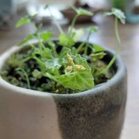 屋久島スミレ,こぼれ種,苔テラリウム,つぶやき,北海道の画像