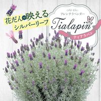 フレンチラベンダー,カネコ種苗,ティアラパン,家庭菜園の画像