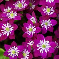 雪割草,山野草,ピンクの花の画像