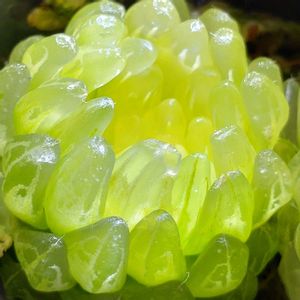 ハオルチア,多肉植物,多肉植物とサボテン,珍奇植物,神奈川タニラーの画像