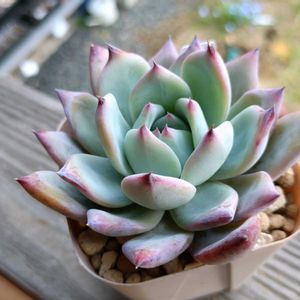 ハオルチア,ブラックサバス,エケベリア属,ほむらさん里親苗,Hom-61の画像