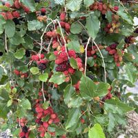 ブラックベリー,植物のある暮らし,お花のある暮らしの画像