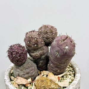 テフロカクタス ゲオメトリクス,多肉植物,紅葉する多肉,サボテン科の画像