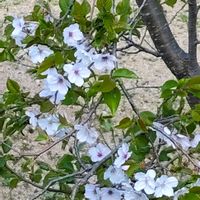 ニオイバンマツリの画像